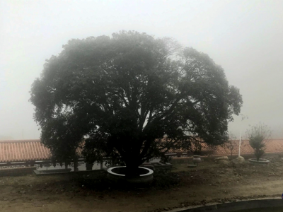 莲花寺桂花静开，飘香不止十里