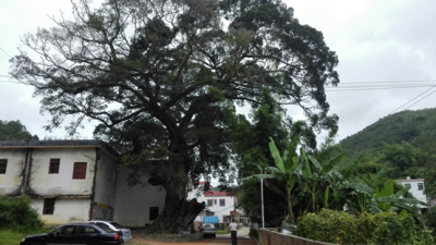 幽幽古树情！五华五彩村民悉心爱护，800年多古榕至今枝繁叶茂