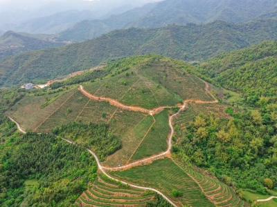 丰顺：为传统产业插上创新翅膀！助力巩固产业兴、乡村富