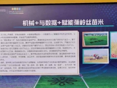 机械化、数据化双赋能！蕉岭丝苗米产业再升级