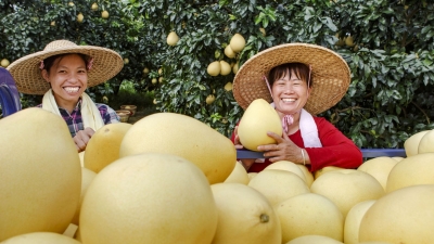 106张，丰收的欢笑！梅县这个主题摄影大赛获奖作品出炉