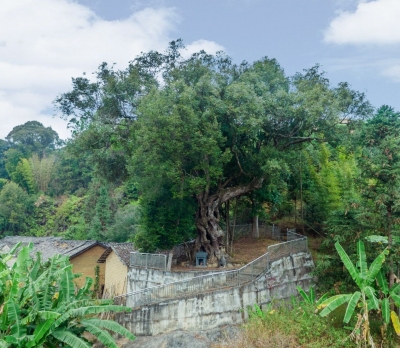 历尽世事沧桑，阅尽人间百态！五华长布“千年”红锥王成奇观