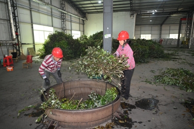 一片叶带富一方民！平远6000亩梅片树开始陆续采收