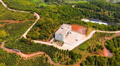 南药兴村！平远22个村喜领梅片树首笔分红款44万元 