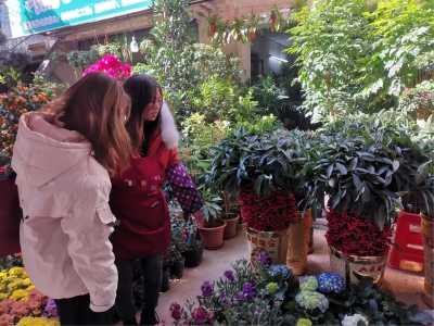 花市取消，我们“云”上逛！梅州市民可通过这些方式购买...