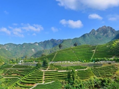 躲在茶山深处，雁洋阴那村古茶树成群