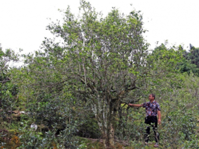 家家户户飘茶香！丰顺银溪村百年以上古树茶2000多亩