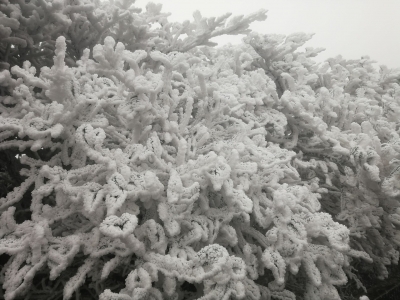 今晨全市最低气温-4.5℃！预计未来三天，还将维持寒冷...