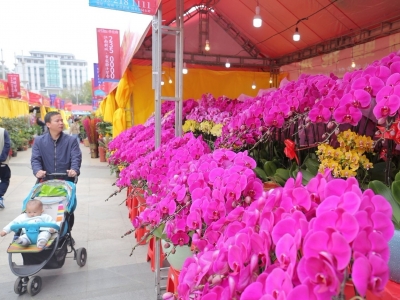 深圳、珠海、清远等地的迎春花市都取消了！