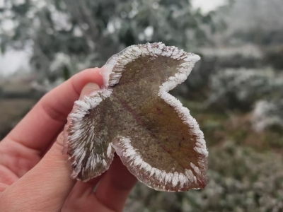 梅州今晨最低-4.3℃！你在冰箱的第几层？