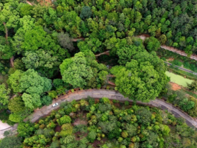“森”呼吸！蕉岭绿色氧吧青檀古树园，可打卡！