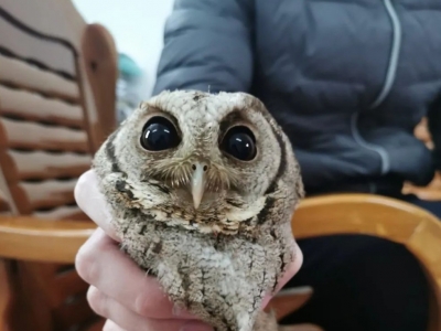 一国家二级保护野生动物被丰顺一小女孩救下，来瞅瞅是啥？