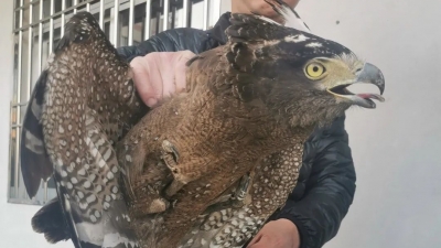 “吃蛇就像吃面条一样的”蛇雕，突然造访丰顺民宅！