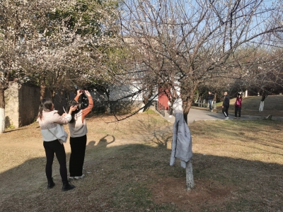 赏梅花？花儿很“受伤”！