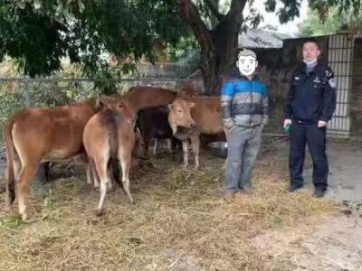 牛群误闯高速漫步，蕉岭民警客串“牛倌”排险情