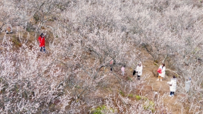 美翻！这里漫山梅花海如雪，等你来遇见...