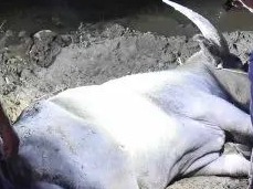 吓人！千斤重的疯水牛在平远这地方四处乱窜，直到一声枪响...