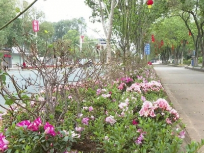 新年美景就在街头！平远20多万盆鲜花扮靓县城