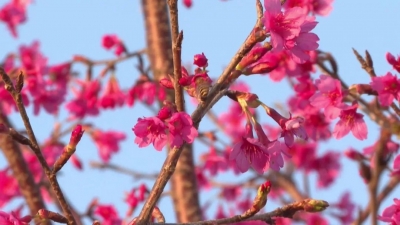 每一张都是超美壁纸！平远200株樱花竞相绽放