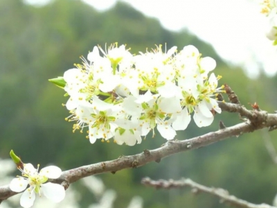 平远县河头镇：万亩李花迎春盛开，洁白素雅惹人爱