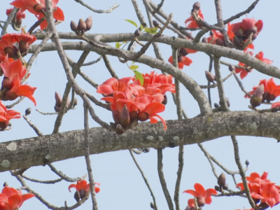 木棉花开红艳艳，这是寿乡的“幸福底色”！你赏花了吗？