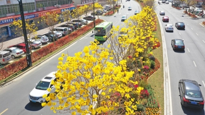 满城尽带“黄金甲 ”！黄花风铃木又惊艳了梅城，速约！