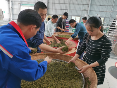 专家送技术“下乡”，助力五华茶叶产业转型升级