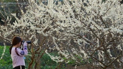 春日雪景！梅江区玉水古村李花提前盛开，快来打卡拍照吧！