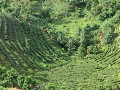 备耕进行时！五华 “柚”见特色产业