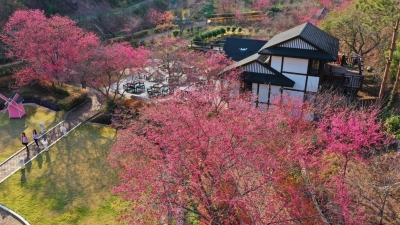 春天抹上了“腮红”，樱花谷漫山遍野的樱花太梦幻了！