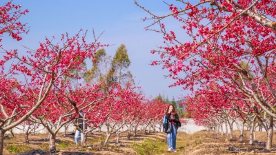 万株桃花灼灼开！蕉岭这处“世外桃源”，邀你邂逅最美春光...