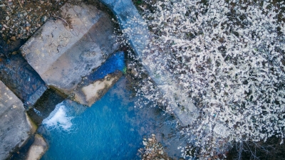 遥望疑是春飞雪！平远万亩李花盛开，恰似北国风光~