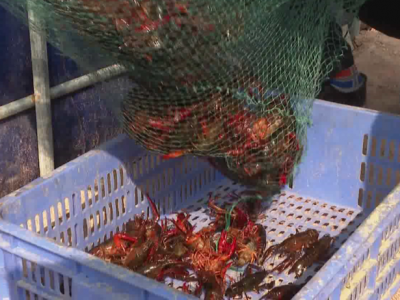 厉害了！小龙虾，我们养你，你也养我们！