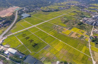 减免税费9807万元！梅州税务部门为农业特色品牌推动“产业化”增添税动力