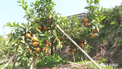 求带走！五华龙村万余斤沃柑滞销，果农愁坏了...