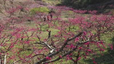 漫山的鹰嘴桃花，十分靓！约么，就在平远八尺