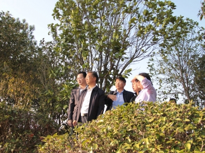 气象干旱，春茶生产如何保障？省级茶叶专家来梅支招