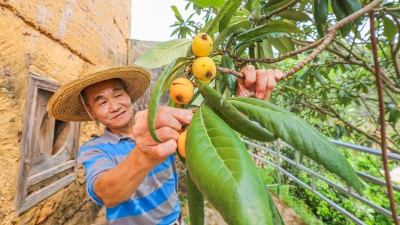 山沟沟里走出的“金果果”！北联枇杷，迎来了它的“春天”~
