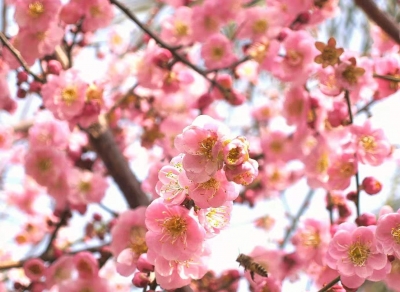 梅州市最美古树名木之梅花：蕉岭县三圳镇东岭村梅花（红花梅） 