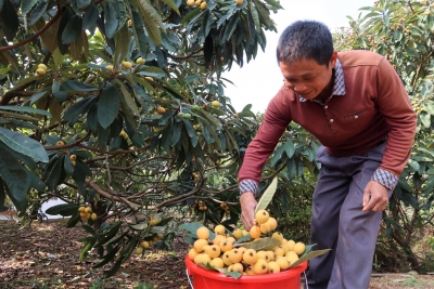 枇杷熟了！岭南开春第一果变成致富“金果子”