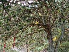 梅州市最美古树名木之桂花——梅县区梅南镇九龙村桂花