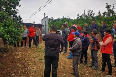 梅州市供销社开展金柚社会化服务成果现场会！200多户金柚种植户受益匪浅