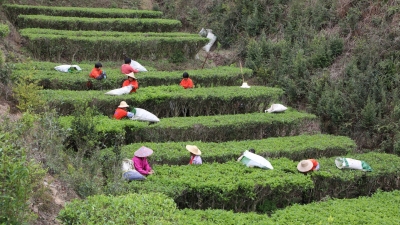 又到新茶飘香时！五华春茶全面进入采摘期，预计可产2395吨