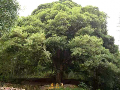 平远角坑村的“桂花王”：陪伴一辈又一辈的村民，走过一个个春夏秋冬