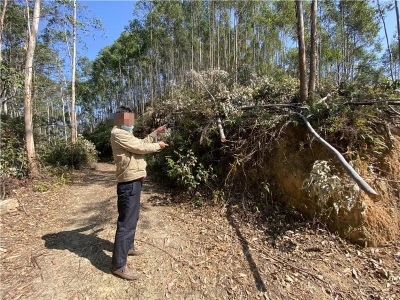 盗伐林木跨地售卖，丰顺4名“光头强”悉数落网！