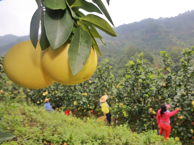 《中欧地理标志协定》已生效， “大埔蜜柚”提质扩销再迎良机！