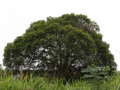 梅州市最美古树名木之桂花——平远县上举镇龙文村桂花（八月桂）