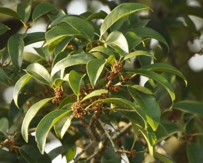 梅州市最美古树名木之桂花——平远县仁居镇古丁村桂花（八月桂）