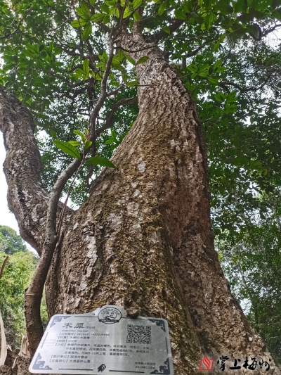 梅州市最美古树名木之桂花——大埔县高陂镇银滩村桂花