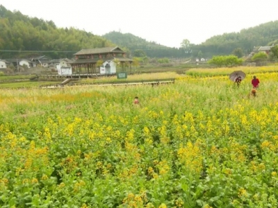 春暖花开，想与你相约七彩油菜花田